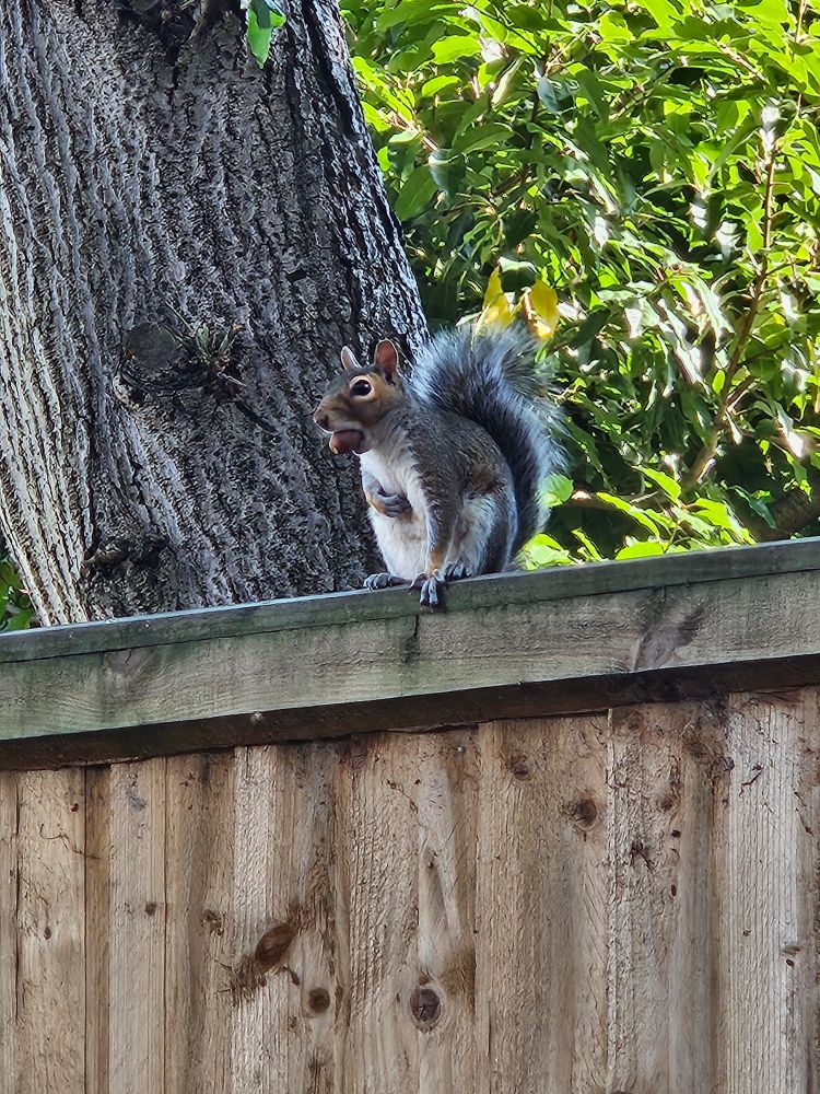 A grey squirrel with a nut in it's mouth.