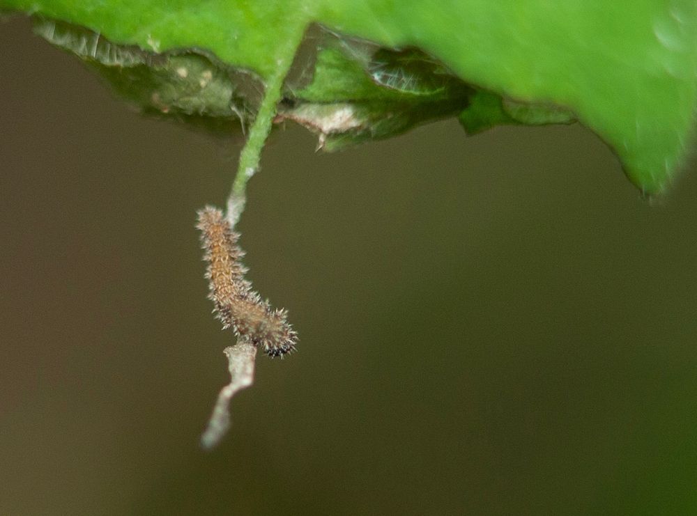 White Admiral larvae 