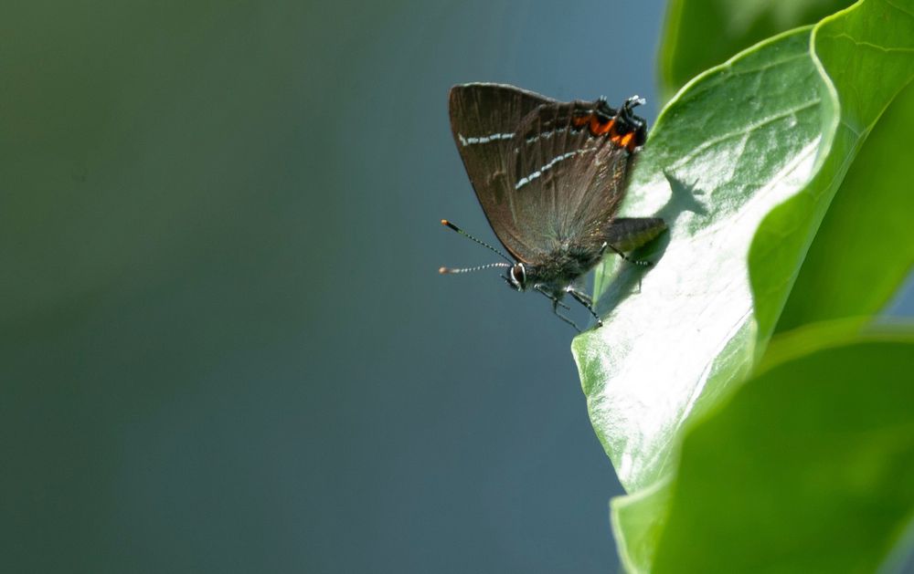 White-letter Hairstreak