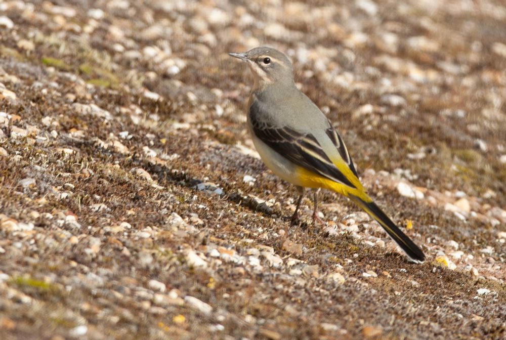 Grey Wagtail