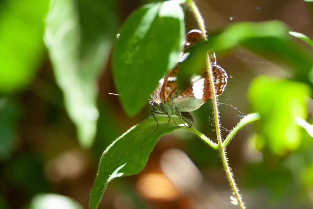 White Admiral egg laying 