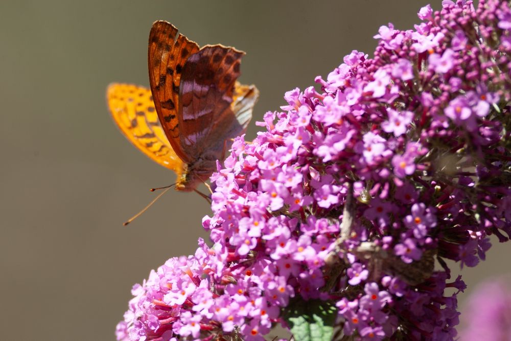 Silver-washed Fritillary 