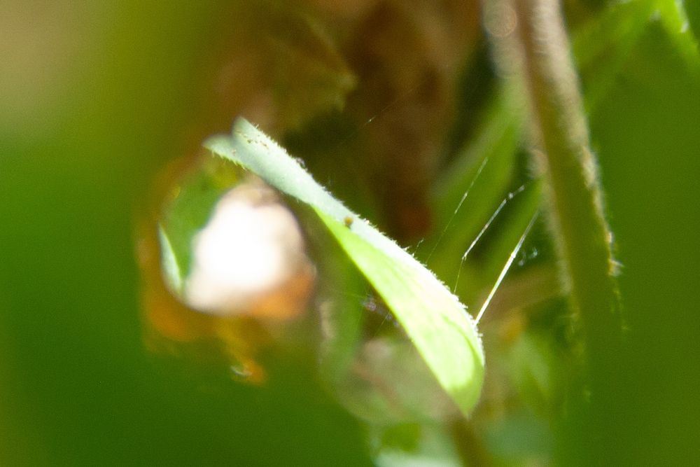 White Admiral egg on Honeysuckle 