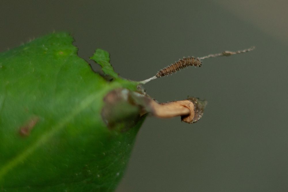 White Admiral larvae 