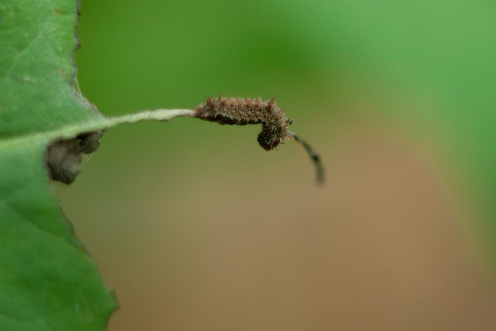 White Admiral larva number 1
