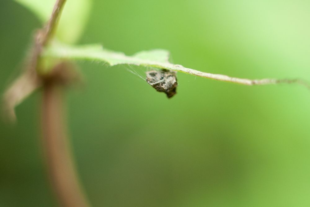 White Admiral larva number 2’s latrine? Leaf mostly eaten