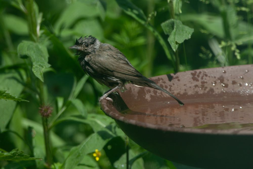 Blackcap