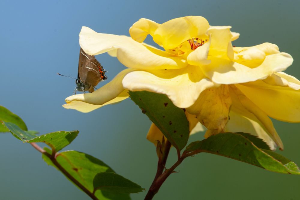 White-letter Hairstreak