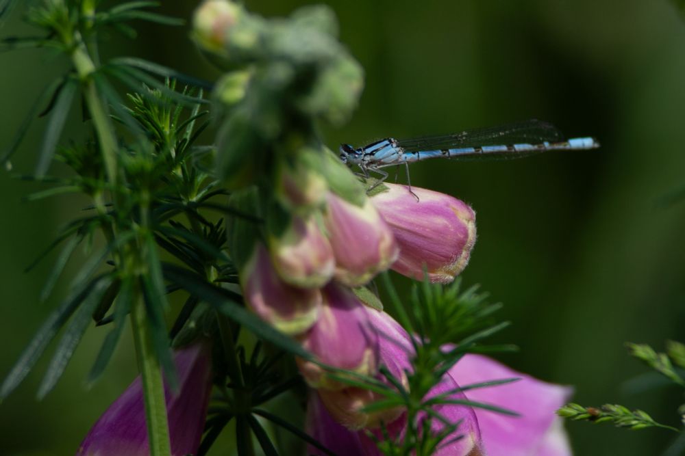 Common Blue Damselfly