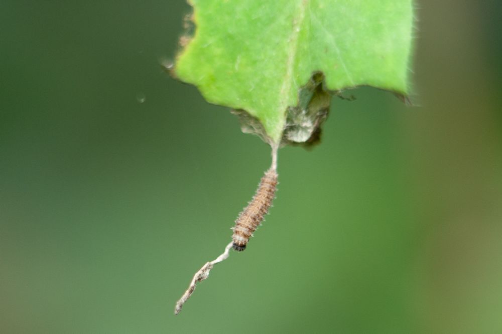White Admiral larva number 2  photo from Thursday, still present on Saturday 