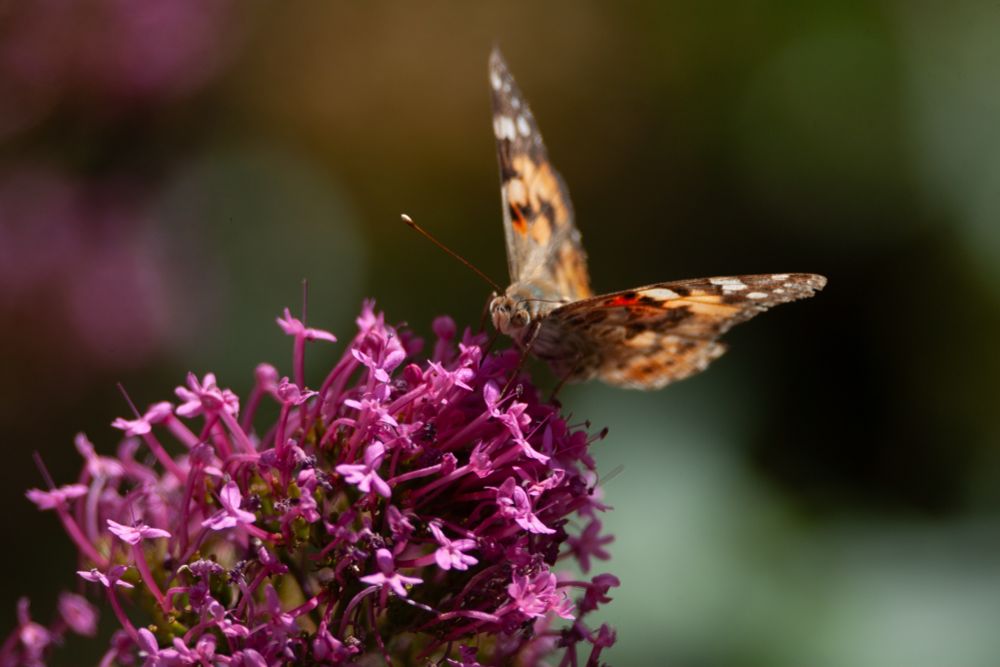 Painted Lady