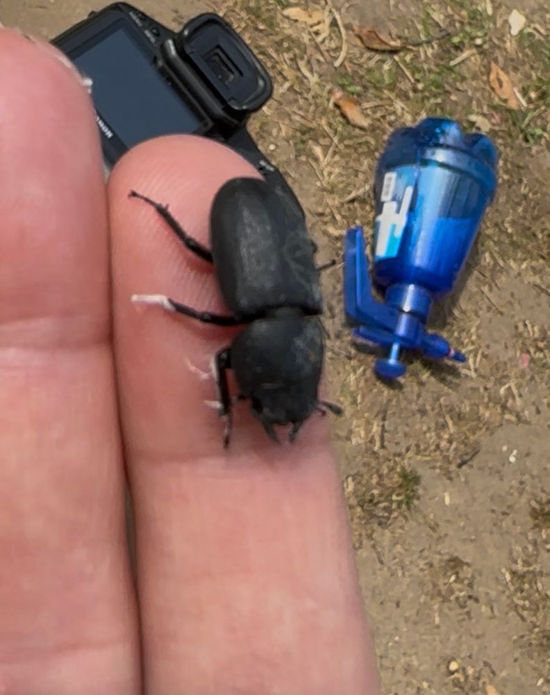 Lesser Stag Beetle