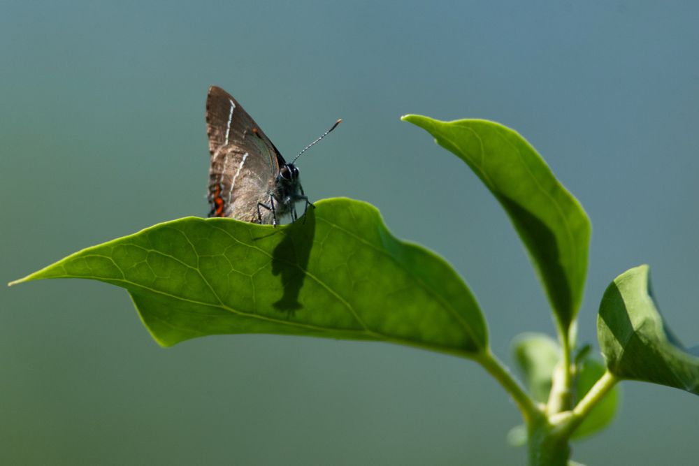 White-letter Hairstreak 