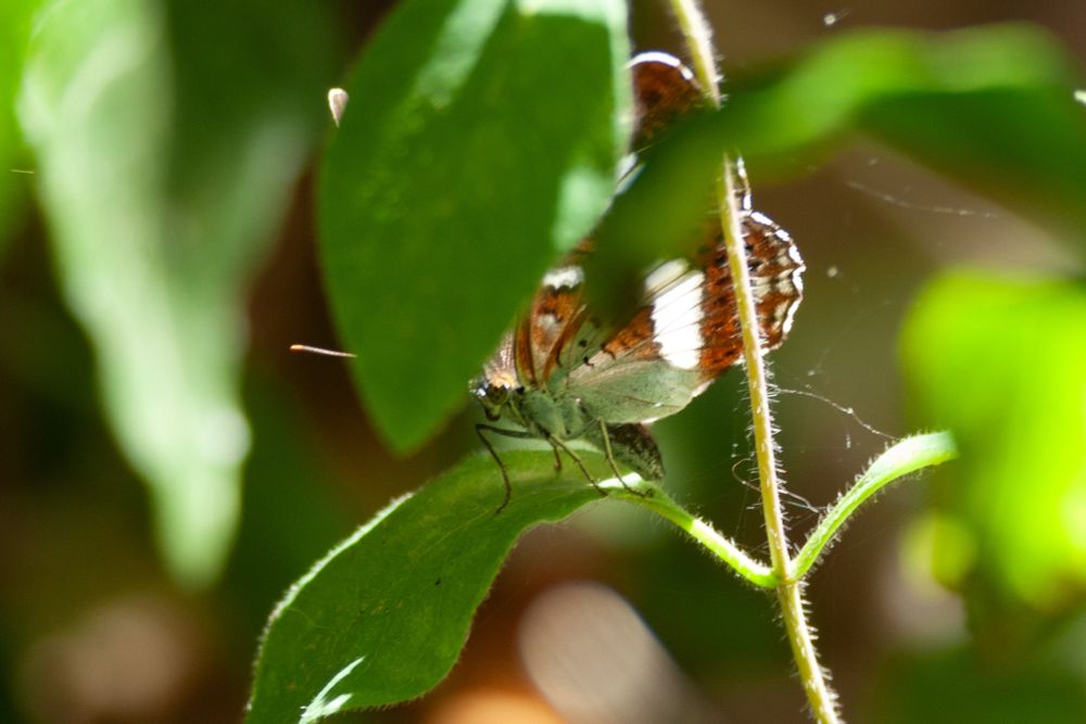 White Admiral plus egg. 