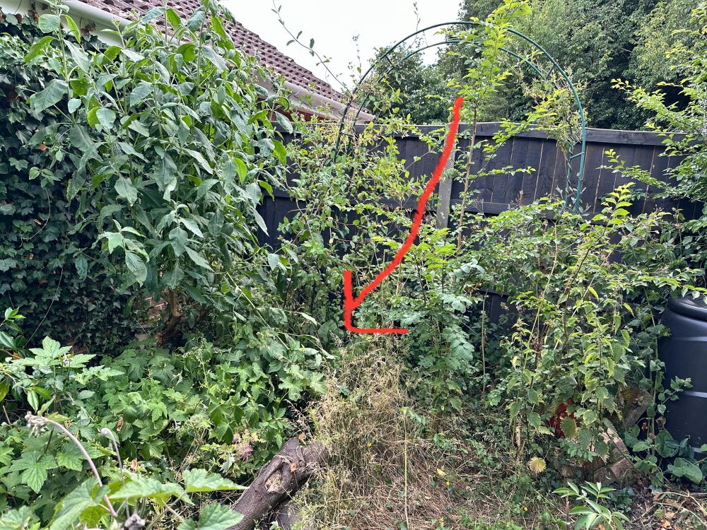 View of the Honeysuckle growing in our garden, quite sparse and shady low down. Arrow shows where eggs were layed. 