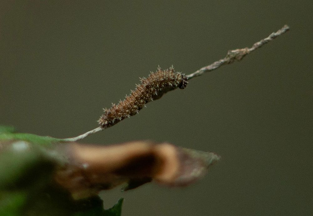 White Admiral larvae 