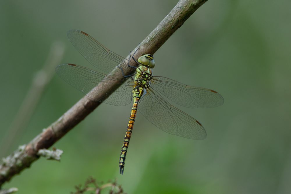Teneral Southern Migrant Hawker