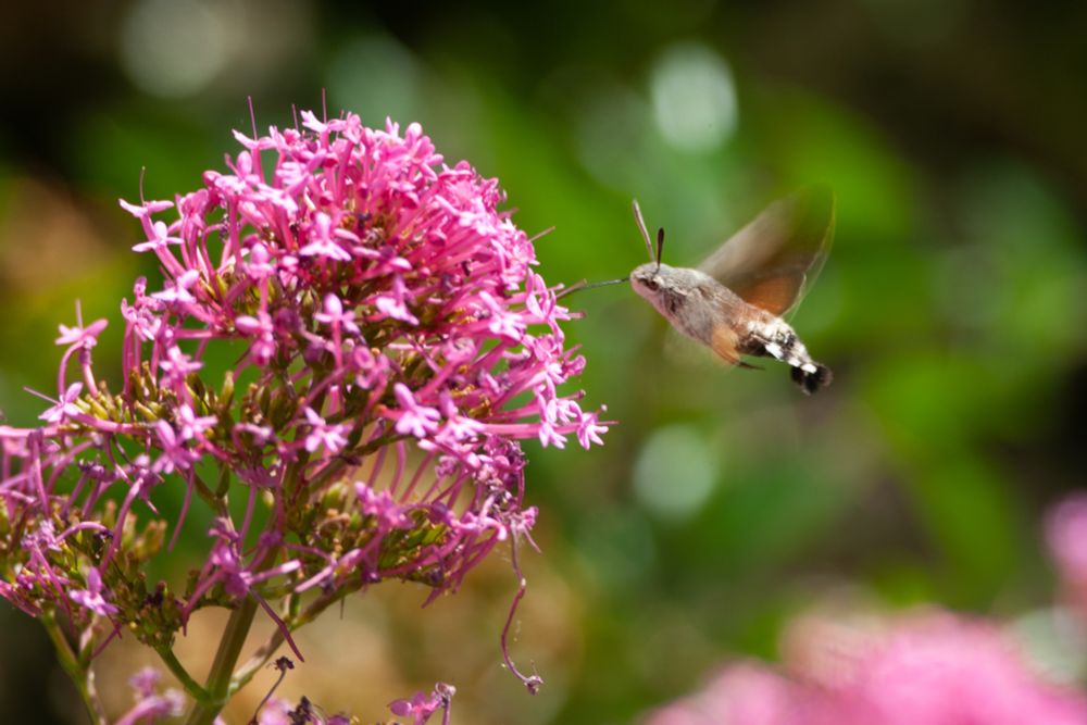 Hummingbird Hawk Moth