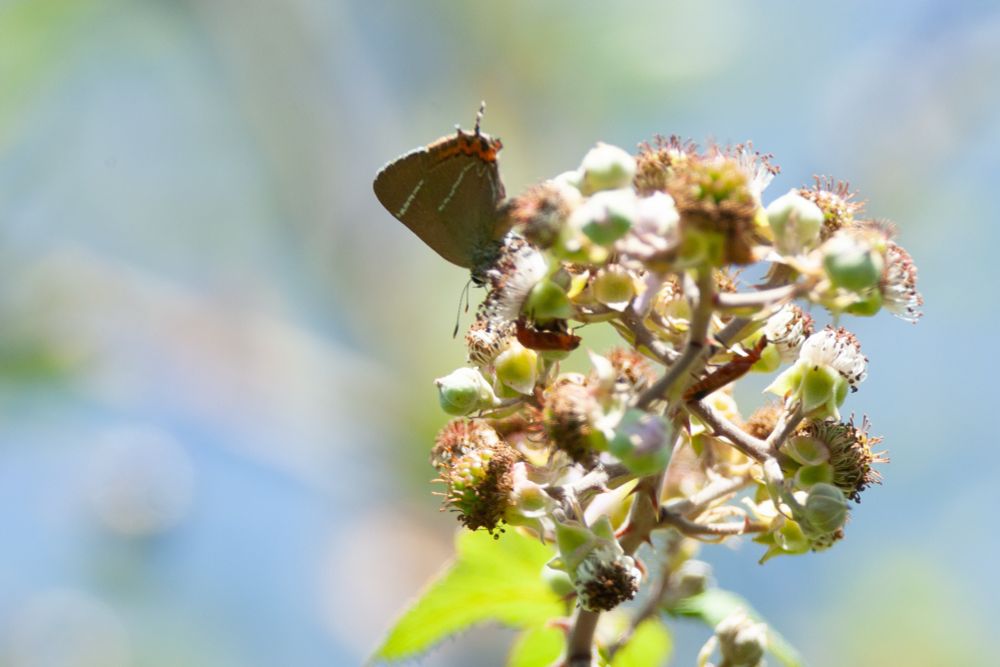 Female White-letter Hairstreak