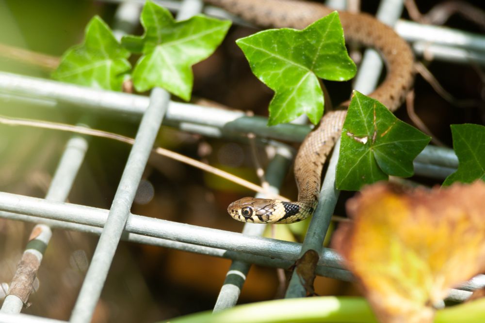 Barred Grass Snake