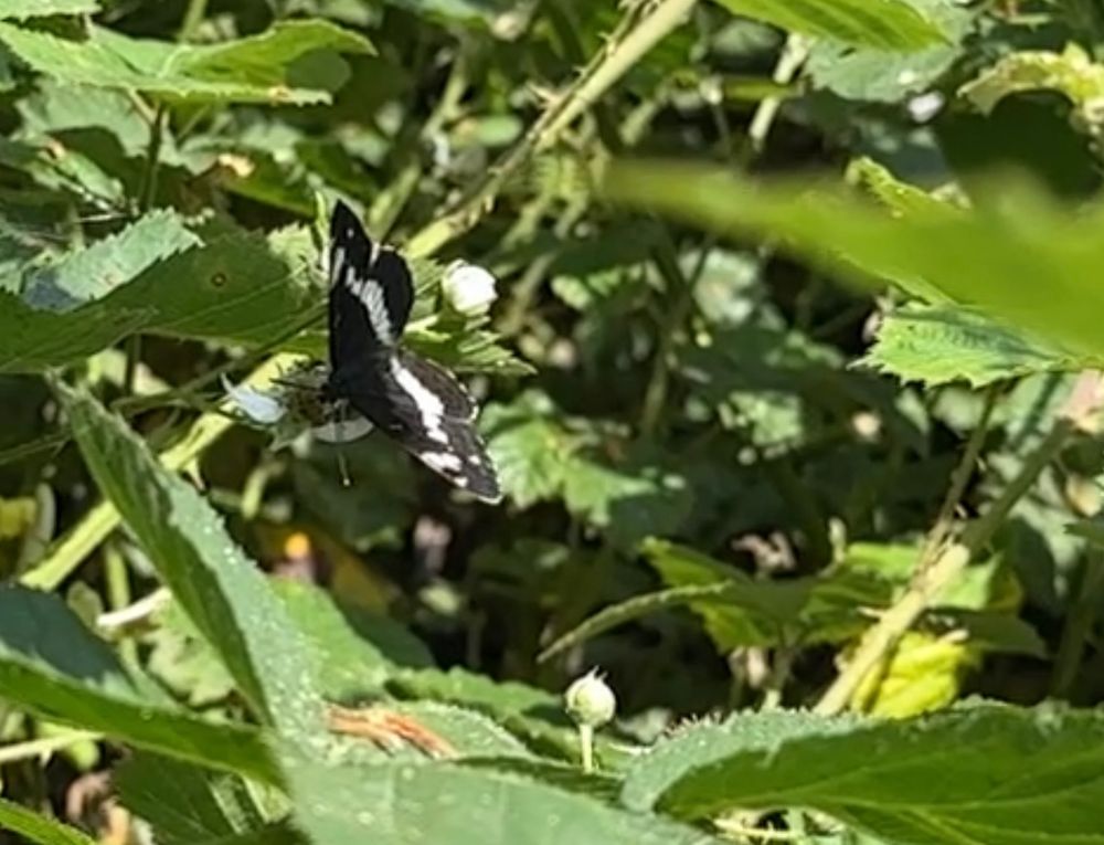 White Admiral 