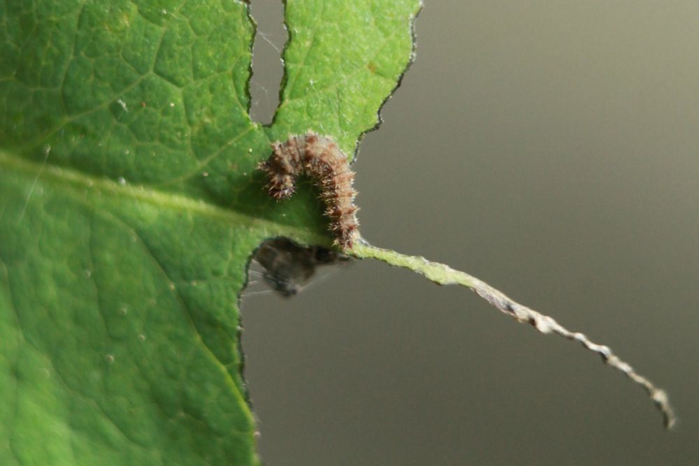 White Admiral larva number 1