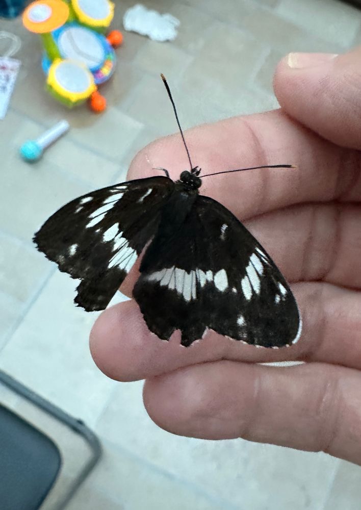White Admiral