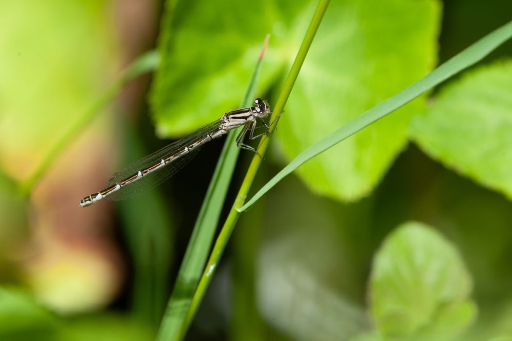 Common Blue Damselfly 