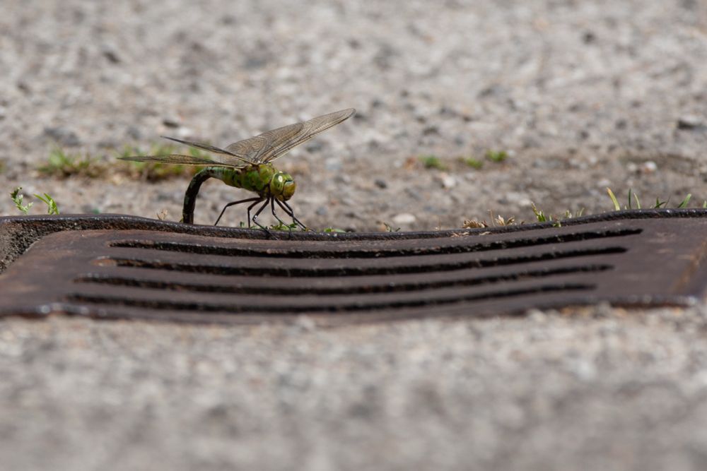 Female Emperor Dragonfly