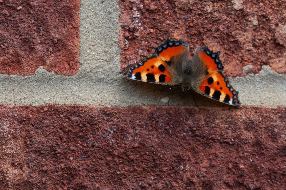 Small Tortoiseshell 
