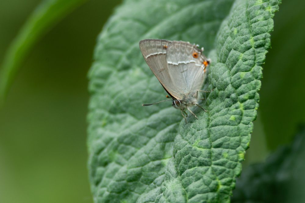 Purple Hairstreak