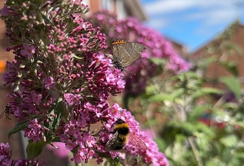 White-letter Hairstreak 
