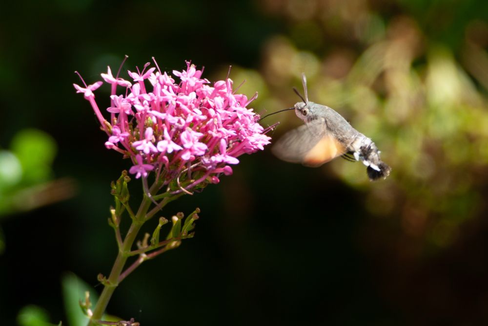 Hummingbird Hawk Moth 