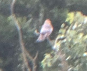 Red-footed Falcon, distant record shot by my old school mate Oli. Bird was flying around feeding and perching up tho distant. 