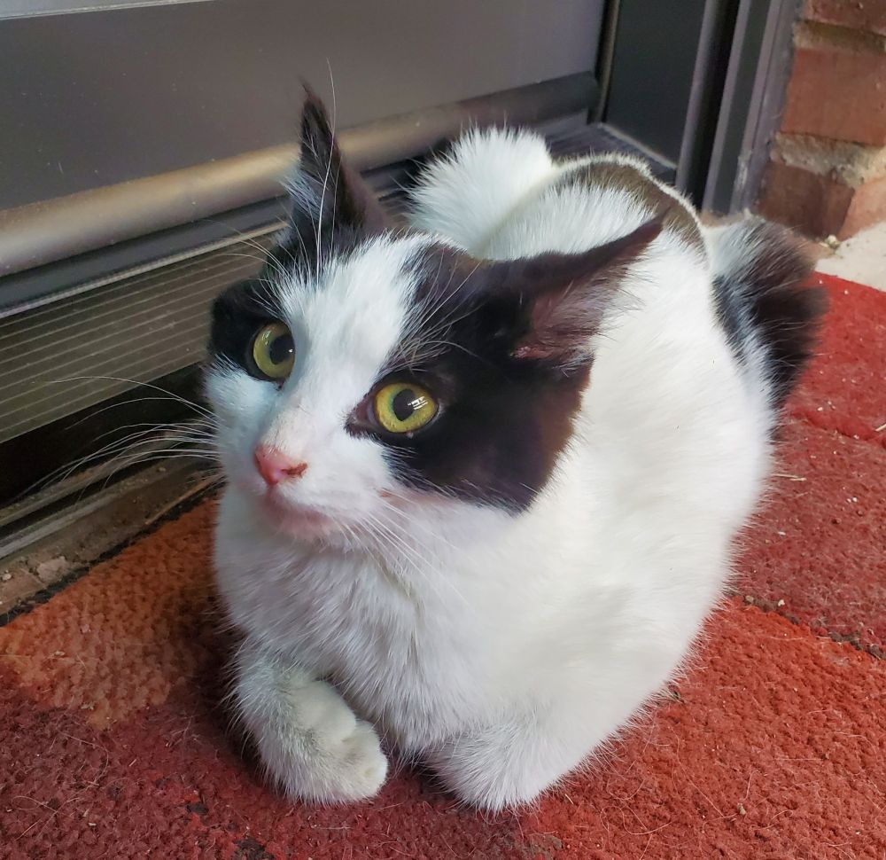 Sadie, a white cat with black tail and ears, reacting to a fan turning on