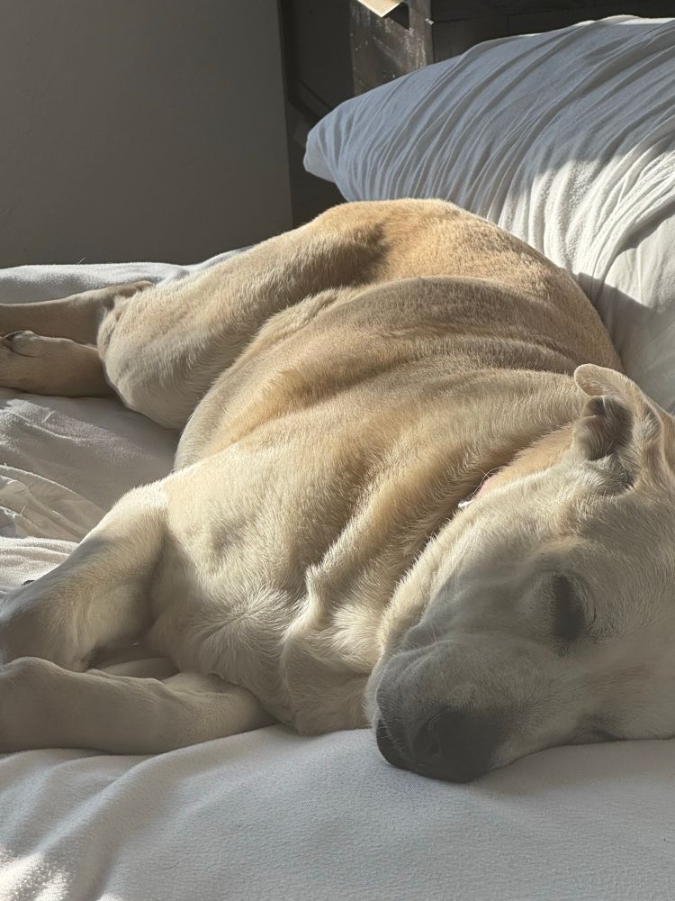 My dog, plate, sunbathing