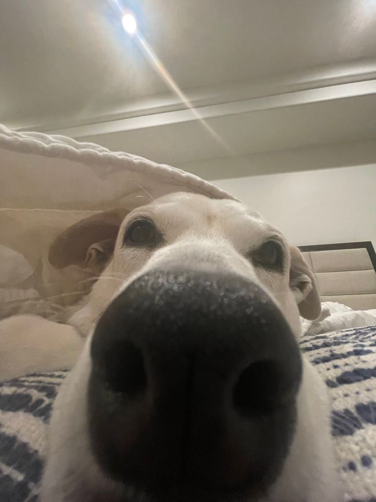 Sadie the dog super close up