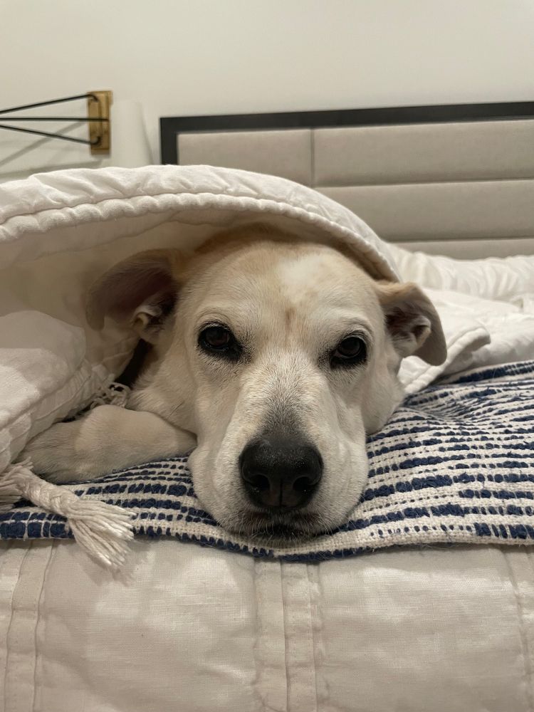 Sadie the dog close up