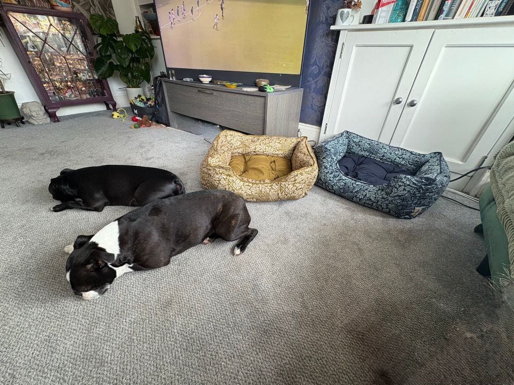 My two dogs lying asleep on the floor, next to their empty beds I just bought