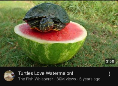 A YouTube screenshot of a video titled turtles love watermelon 