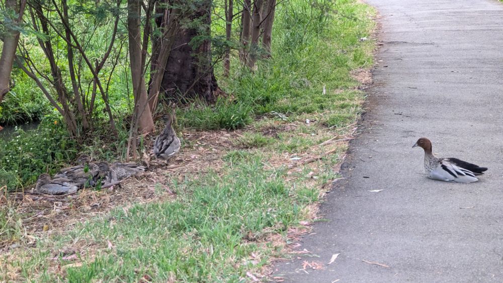 Ducklings sleeping on the side of a footpath. The duck daddy on the path protecting