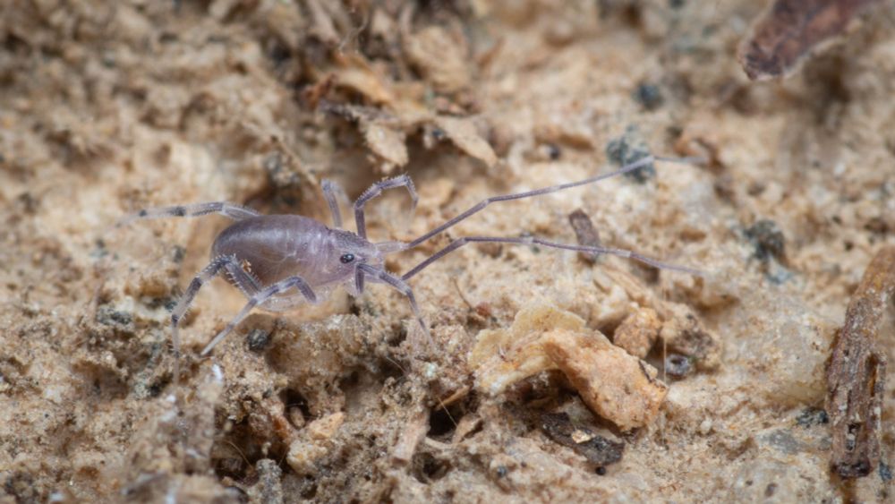 A macro photo of a small mite, facing right. The body color is light grey. Its front pair of legs are elongate and pointing forward like antennae. It is walking on a rock.