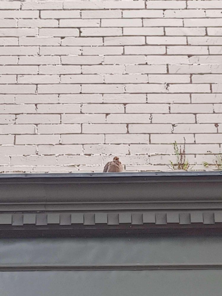 Mourning dove on gutter