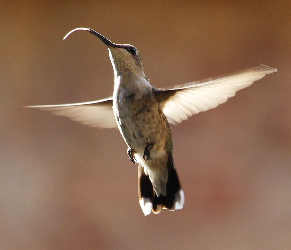 Black-chinned Hummingbird inflight and its tongue is showing.