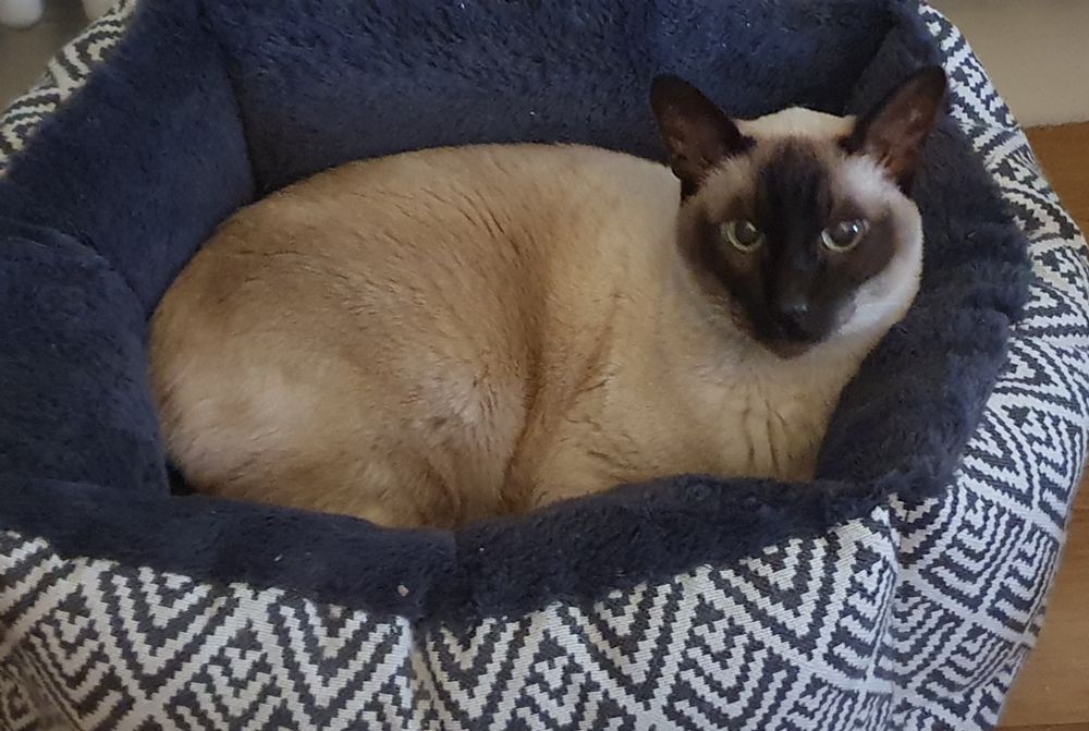 Chocolate point Tonkinese cat in cat bed