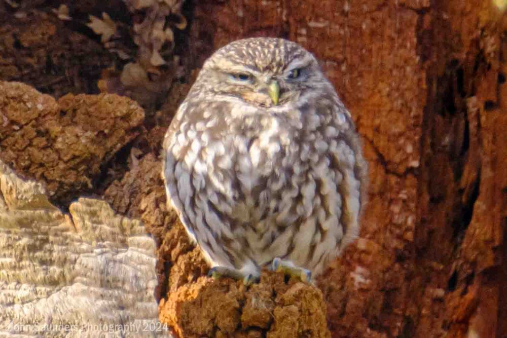 Little Owl, Richmond Park