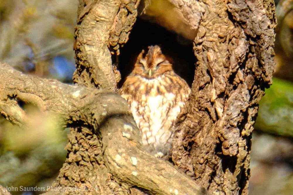 Tawny Owl, Richmond Park