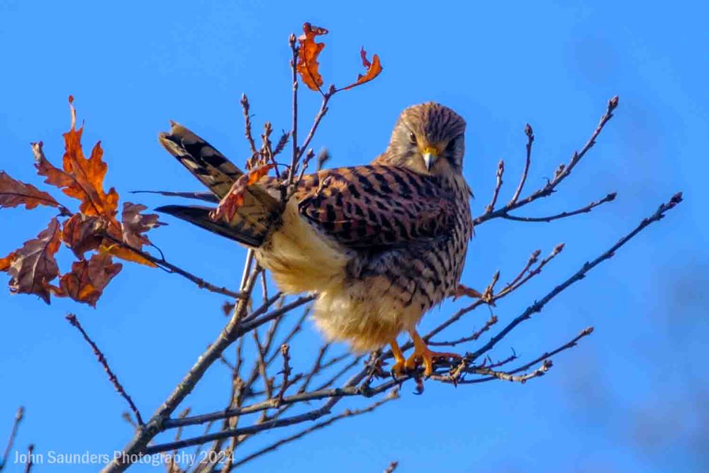 Kestrel, Richmond Park