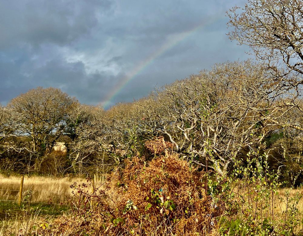 View of sunshine on the edge of woodland with a rainbow showing against dark rainclouds. 