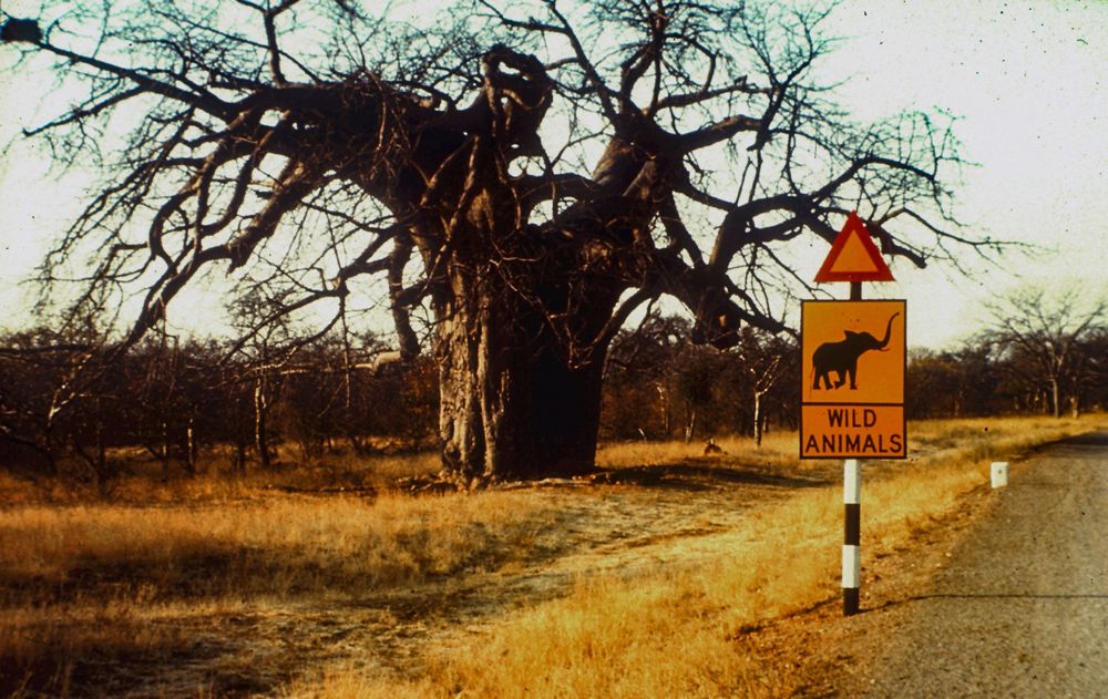 Boabab, Zimbabwe